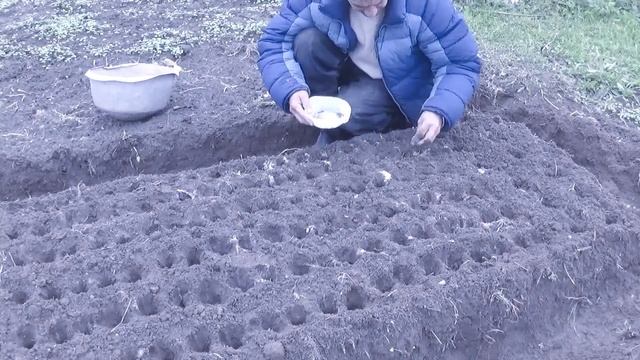 Посадка озимого чеснока, однозубок и бульбочек. смотреть онлайн