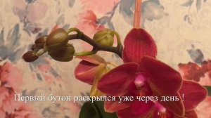 ?Касторовое Масло. Уникальная Подкормка Для Цветов.