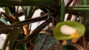Aglaonema modestum