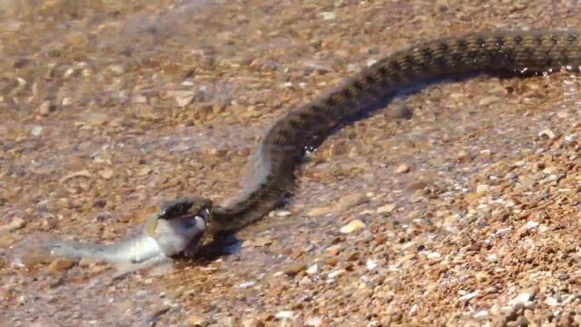 Морской уж поймал бычка... смотреть онлайн