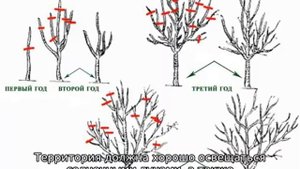 Китайская слива — описание сорта