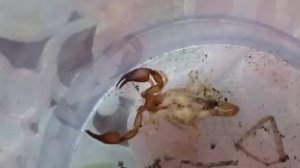А вы видели как рождаются скорпионы ?