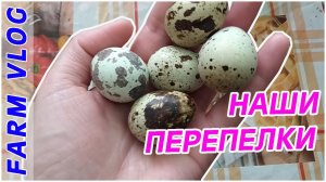 Farm Vlog_ А у нас еще и перепелки есть! _ Жизнь в деревне _ Farm Life