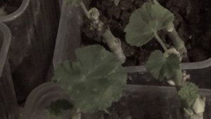 Несколько способов сохранить герань (пеларгонию) зимой и размножить. Эксперимент с обойным клеем