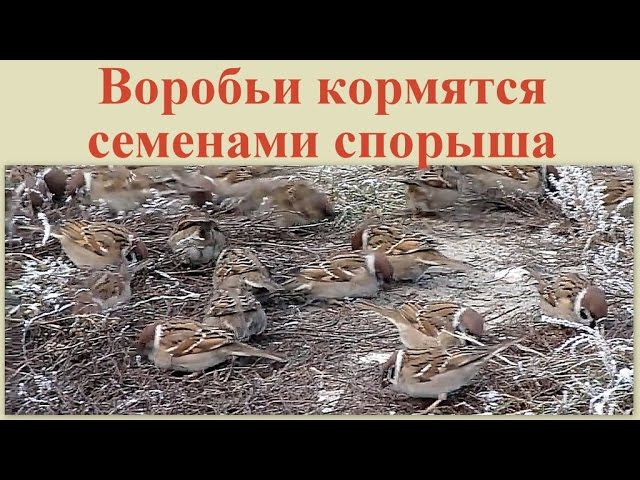 Воробьи кормятся семенами спорыша