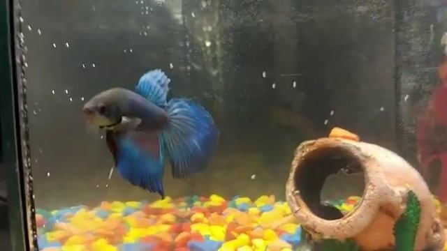 Рыба петушок ))) смотреть онлайн