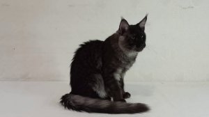 Котенок Мейн-кун. Чёрный дым.