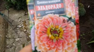 Внимание ! Какие цветы зацвели из пакетиков агрофирмы " Аэлита" .