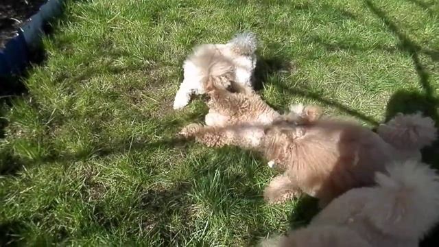 Как пудели на даче общаются.....))) смотреть онлайн