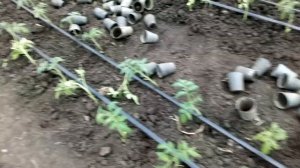 Высадка рассады томата - без полива грунта