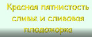 Краснуха сливы и сливовая полдожорка