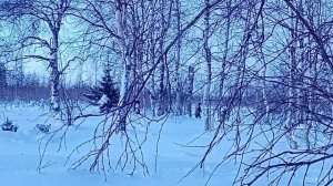 Оленеводы загоняют стадо оленей в кораль для просчёта поголовья / Reindeer herders drive a herd