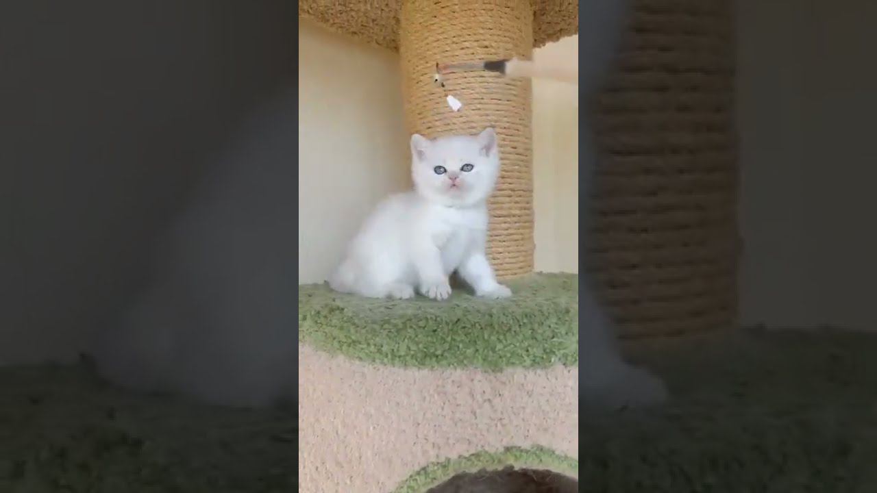 Продаются котята в золотых окрасах, разного пола. Питомник шотландских кошек "Dinasty Bovita" Россия
