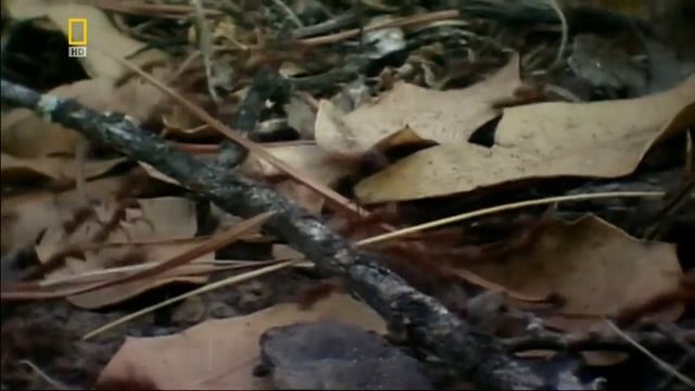 После укуса комара женщине ампутировали обе ноги и руку. смотреть онлайн