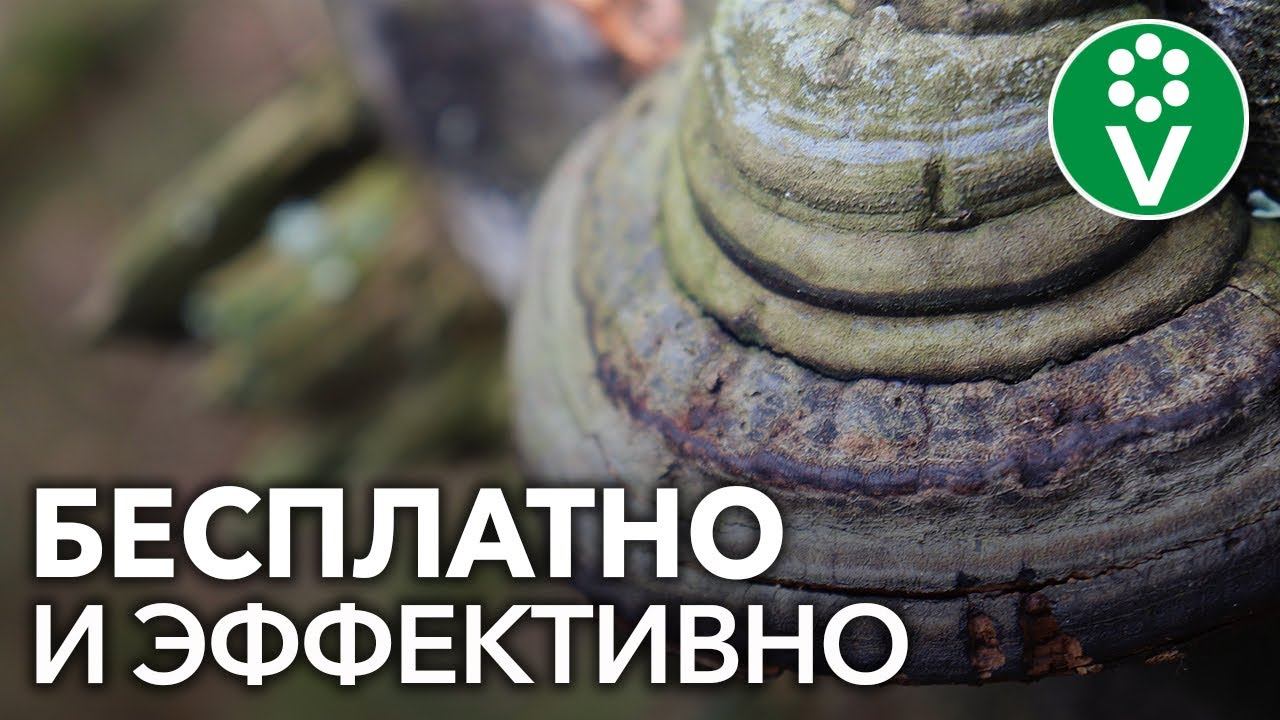 Мы покупаем ЭТО дорогое средство для защиты растений, а его можно найти в любом лесу