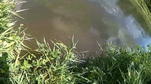 Как  поймал огромного жереха! Это надо СМОТРЕТЬ! Жерех .Жерех на реке Поймать рыбу. Рыбалка Ринафиш