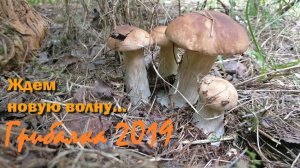 Белые переростки. Подосиновики выручают. Ждем новую волну грибов. Грибалка. Тихая охота. Архив.