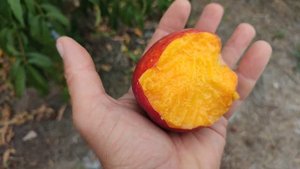 Нектарин Алитоп,крупный,красивый и вкусный.