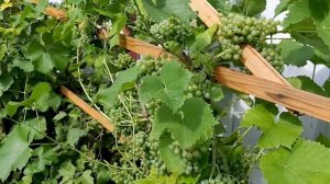 Розы :  АКАПЕЛЛА , АМОР ДЕ МОЛЕН , КОМТЕС ДЕ БАРИ ,  ИОАНН ПАВЕЛ 2 и др. розы.