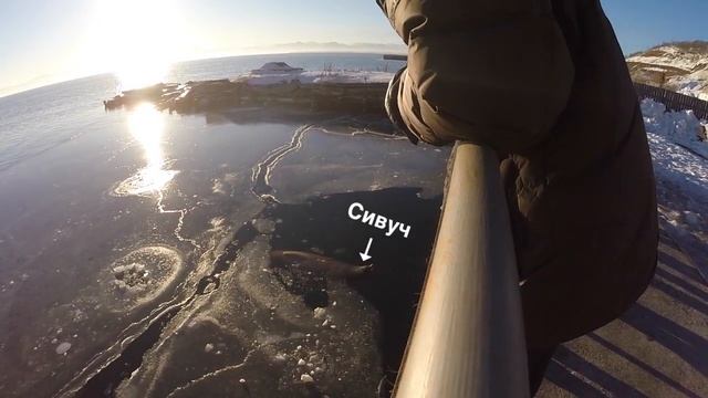 СИВУЧИ. Главная Достопримечательность Камчатки