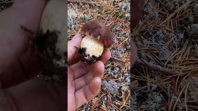 Сбор боровых белых грибов смотреть онлайн