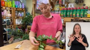 Хойя Публикалис { СУРДОПЕРЕВОД } разглядывайте картины на листьях этой хойи