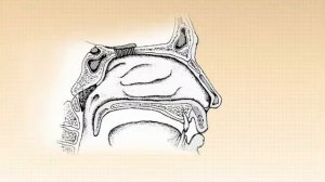 Физиологическая роль носа и околоносовых пазух