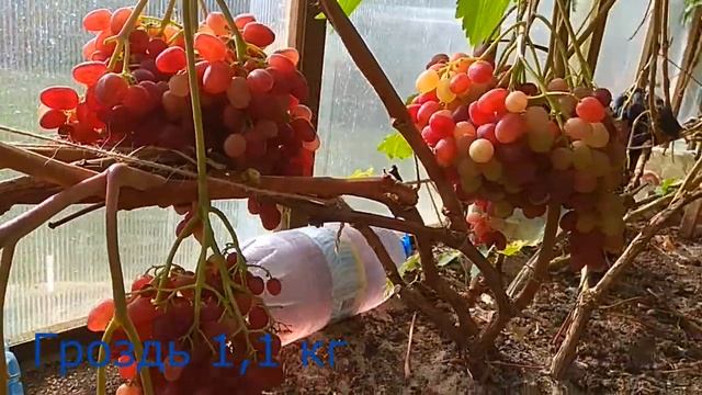 Велес виноград. смотреть онлайн