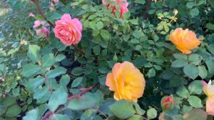 Rosa Good as Gold. Цветение в октябре???