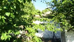 Флокс метельчатый белый Панама