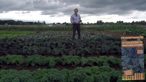 Листовая капуста кейл (кали). Посев и выращивание листовой капусты.