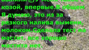 В молоке у козы кровь  . СЛАБЫЕ СОСУДЫ ИЛИ УШИБ. ЧЕМ БЫСТРО вылечить животное.
