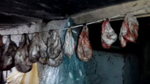 Бобровая струя.Как сушить
