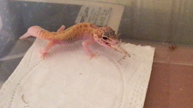 КАК МЫ НАЧИНАЛИ ИНКУБИРОВАТЬ ЯЙЦА ЭУБЛЕФАРОВ / ИСТОРИЯ смотреть онлайн