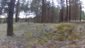 Бор в Великоустюгском районе. Белые грибы.