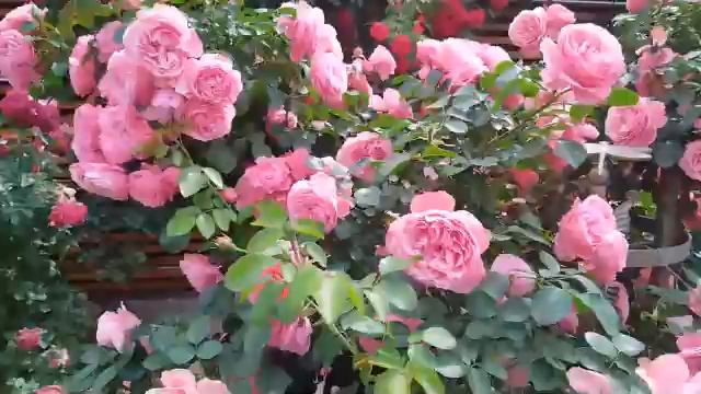 Роза 'Leonardo da Vinci' (Meilland). Магия розового цвета. Сад Светланы (Svet-Kara), Калининград смотреть онлайн