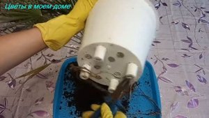 КАК ПЕРЕСАДИТЬ ПАЛЬМУ/ ТРАХИКАРПУС/УХОД/КОРНИ ГИГАНТЫ:)