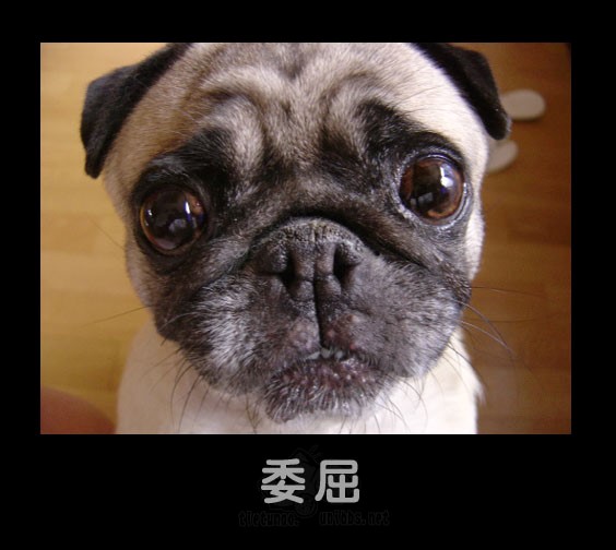 Фотообзор: Эмоции у животных смотреть онлайн