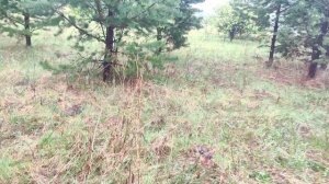 Дождались дождя.