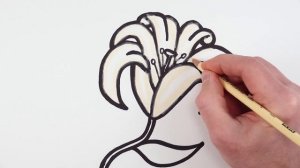 How to turn word LILY into cartoon drawing beautiful lily flower