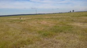 Натаска,тренировка русских охотничьих спаниелей,подготовка к испытаниям!!!
