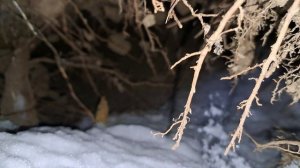 Пеший поход на лыжах. Море снега и деревья.