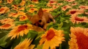 порода чихуа-хуа  маленькая милая собачка