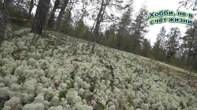 Сбор ягоды брусники
