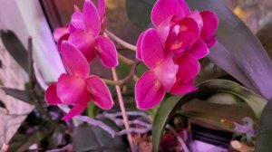 цветение орхидеи Dtps.Lianher Happy Star.