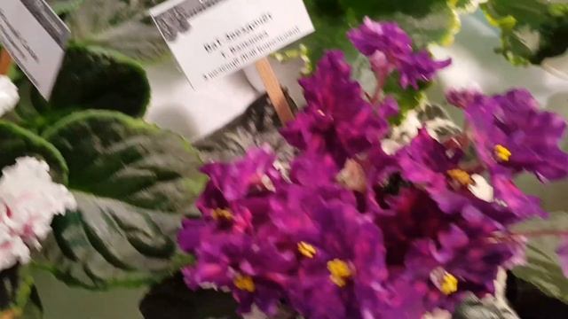 Виставка фіалок у Києві лютий 2023|Частина 4|Сорти фіалок смотреть онлайн