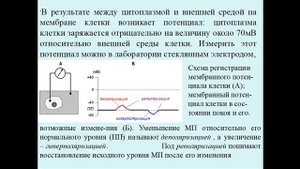 Физиология центральной нервной системы. Лекция 1