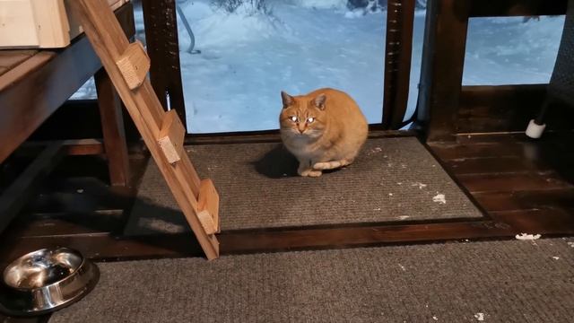 Кошачья жизнь зимой на улице