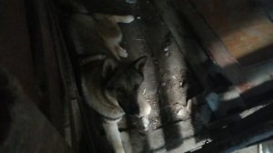 Немного из воспитания воли и дисциплины у волкособа
