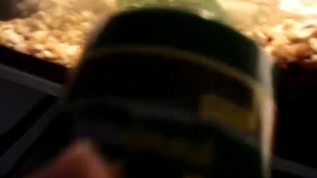 Aquatic Turtle Care: What To Feed Your Turtles смотреть онлайн